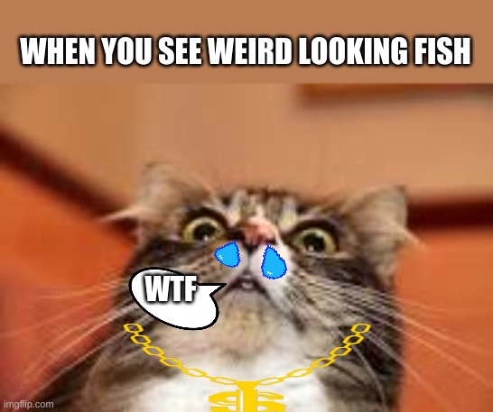 WHEN YOU SEE WEIRD LOOKING FISH; WTF | made w/ Imgflip meme maker