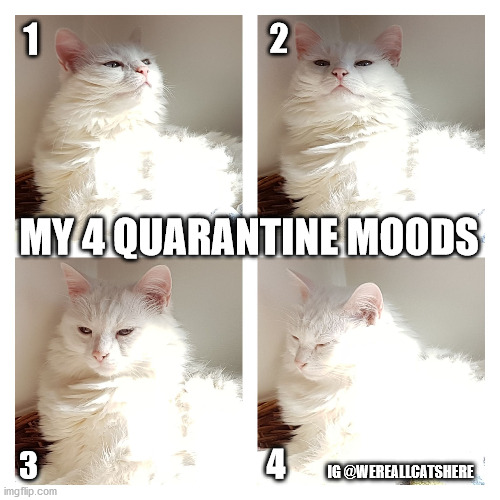 My 4 quarantine moods | 1; 2; MY 4 QUARANTINE MOODS; 4; 3; IG @WEREALLCATSHERE | image tagged in cats,funny cats,quarantine,covid19,coronavirus,white cat | made w/ Imgflip meme maker