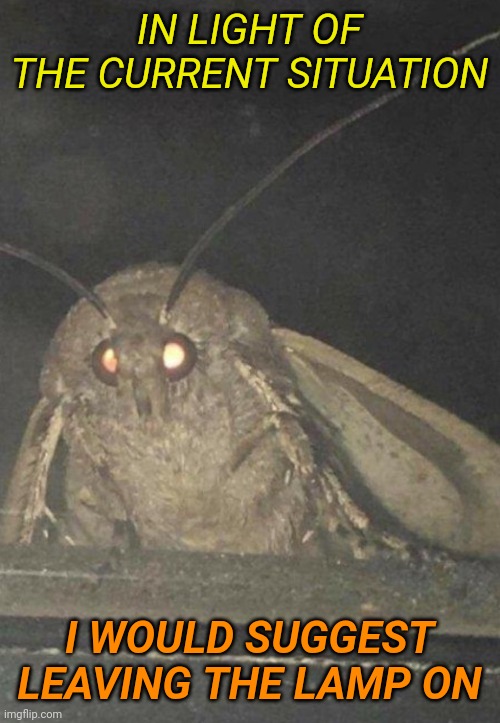 Moth | IN LIGHT OF THE CURRENT SITUATION; I WOULD SUGGEST LEAVING THE LAMP ON | image tagged in moth | made w/ Imgflip meme maker