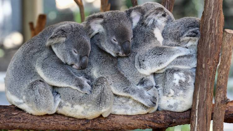 Koalas hug Blank Meme Template