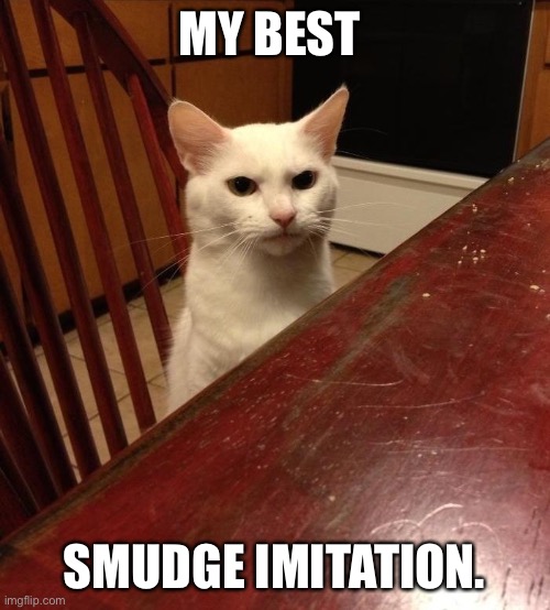 Mad cat | MY BEST; SMUDGE IMITATION. | image tagged in mad cat | made w/ Imgflip meme maker