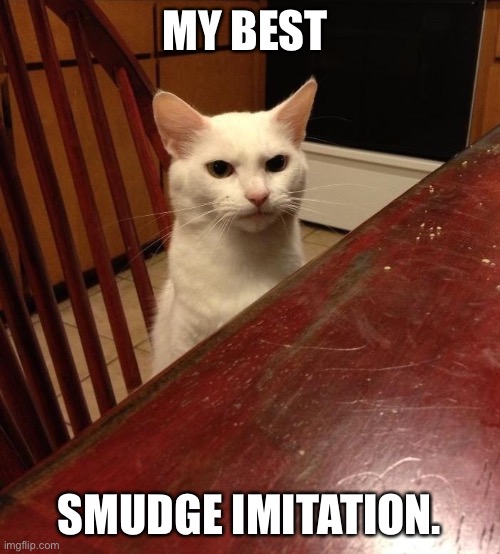 cats angry cat Memes & GIFs - Imgflip