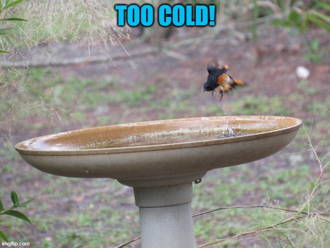 I have many photos of my mother's bird bath in Florida | TOO COLD! | image tagged in used tripod | made w/ Imgflip meme maker