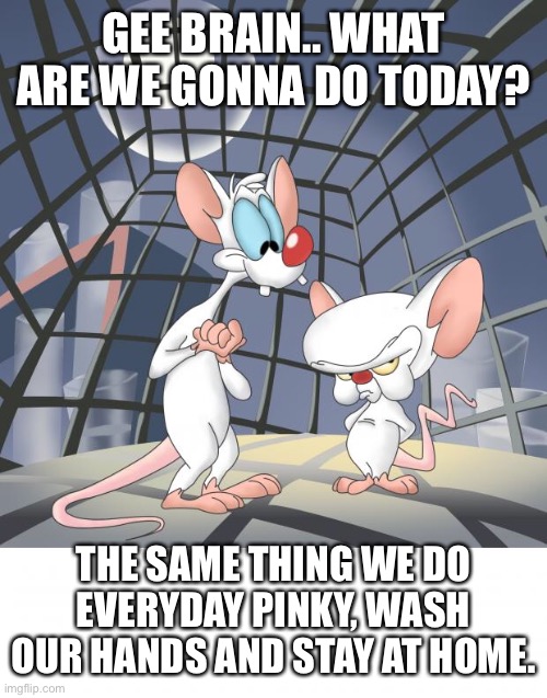 Corona Times | GEE BRAIN.. WHAT ARE WE GONNA DO TODAY? THE SAME THING WE DO EVERYDAY PINKY, WASH OUR HANDS AND STAY AT HOME. | image tagged in pinky and the brain | made w/ Imgflip meme maker