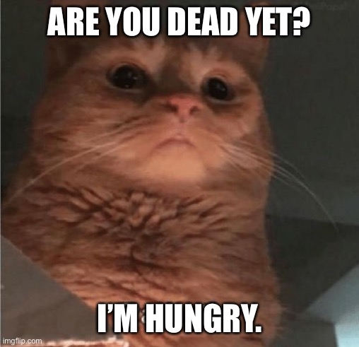 Pathetic Cat | ARE YOU DEAD YET? I’M HUNGRY. | image tagged in pathetic cat | made w/ Imgflip meme maker