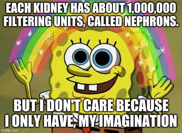 Imagination Spongebob | EACH KIDNEY HAS ABOUT 1,000,000 FILTERING UNITS, CALLED NEPHRONS. BUT I DON'T CARE BECAUSE I ONLY HAVE, MY IMAGINATION | image tagged in memes,imagination spongebob | made w/ Imgflip meme maker