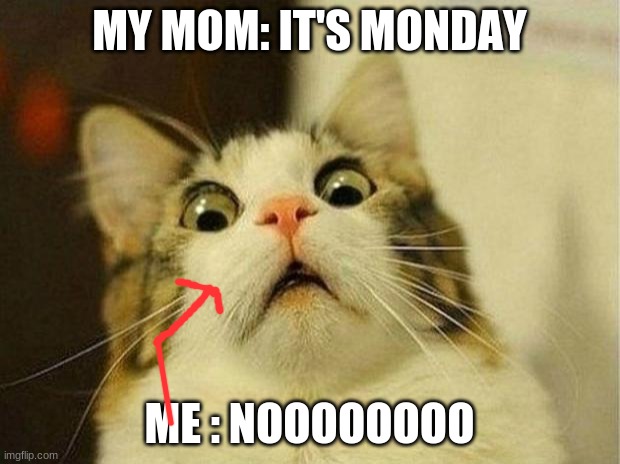 Scared Cat | MY MOM: IT'S MONDAY; ME : NOOOOOOOO | image tagged in memes,scared cat | made w/ Imgflip meme maker