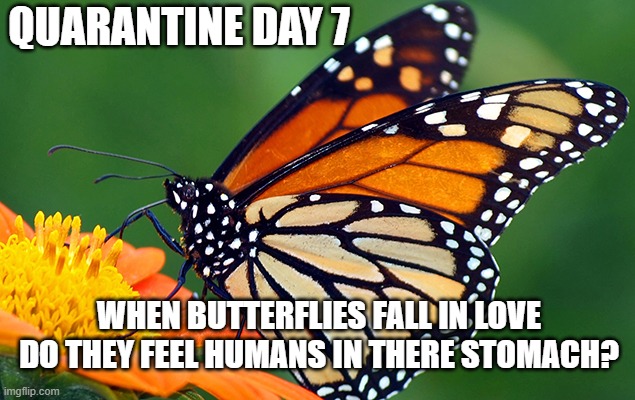 Quarantine Day 7 | QUARANTINE DAY 7; WHEN BUTTERFLIES FALL IN LOVE DO THEY FEEL HUMANS IN THERE STOMACH? | image tagged in quarantine,butterfly | made w/ Imgflip meme maker
