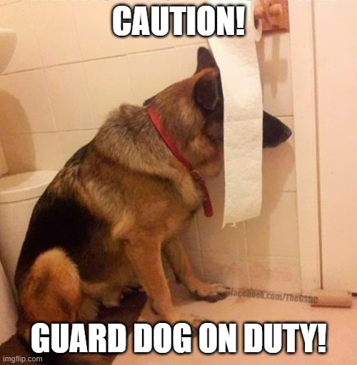 Ninja dog hides behind toilet paper | CAUTION! GUARD DOG ON DUTY! | image tagged in ninja dog hides behind toilet paper | made w/ Imgflip meme maker