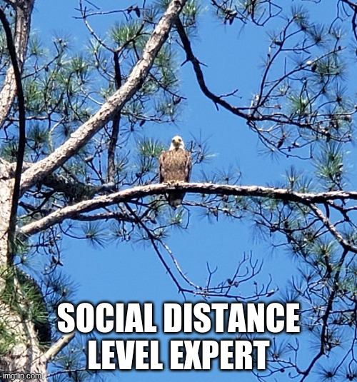 Merica! | SOCIAL DISTANCE LEVEL EXPERT | image tagged in social distance level expert,merica,covid-19 doesn't scare me,this is the way,keep back,i am watching you | made w/ Imgflip meme maker