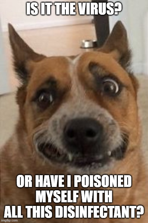 Dog Cringe | IS IT THE VIRUS? OR HAVE I POISONED MYSELF WITH ALL THIS DISINFECTANT? | image tagged in dog cringe | made w/ Imgflip meme maker