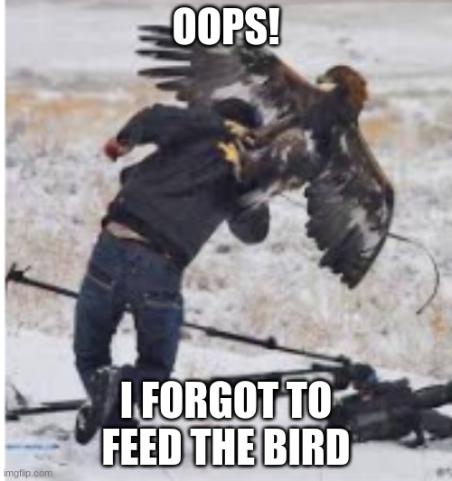 When you don't feed the bird | OOPS! I FORGOT TO FEED THE BIRD | image tagged in funny | made w/ Imgflip meme maker