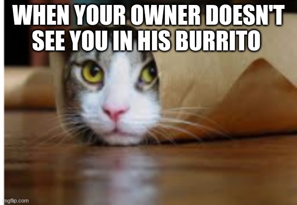 Burrito cat | WHEN YOUR OWNER DOESN'T SEE YOU IN HIS BURRITO | image tagged in cat | made w/ Imgflip meme maker