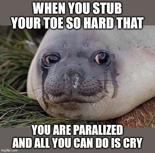 Sad Seal | WHEN YOU STUB YOUR TOE SO HARD THAT; YOU ARE PARALIZED AND ALL YOU CAN DO IS CRY | image tagged in sad seal | made w/ Imgflip meme maker