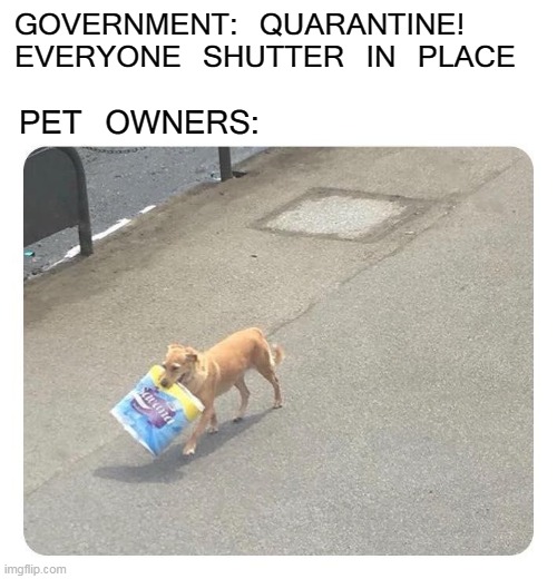 Anti-Shih Tzu | GOVERNMENT: QUARANTINE! EVERYONE SHUTTER IN PLACE; PET OWNERS: | image tagged in dogs,pets,coronavirus,quarantine,corona,memes | made w/ Imgflip meme maker