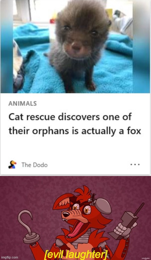 They never suspected it! | image tagged in evil laughter foxy,foxy,foxy five nights at freddy's,fox,cats | made w/ Imgflip meme maker