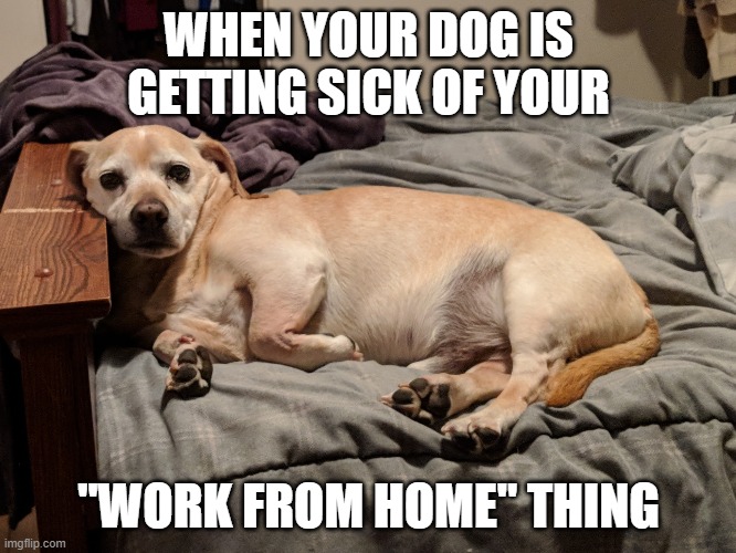 WHEN YOUR DOG IS GETTING SICK OF YOUR; "WORK FROM HOME" THING | image tagged in coronavirus,dog,work from home,bored | made w/ Imgflip meme maker