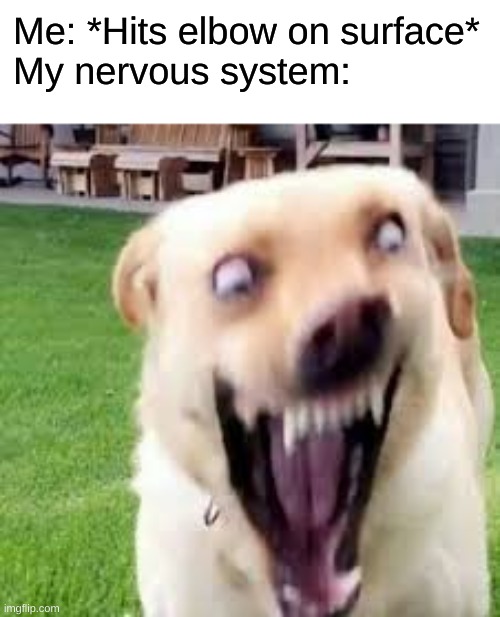 Me: *Hits elbow on surface*
My nervous system: | made w/ Imgflip meme maker