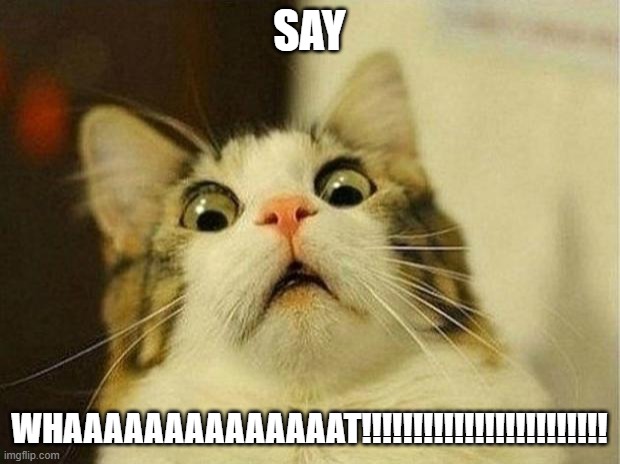 Scared Cat | SAY; WHAAAAAAAAAAAAAAT!!!!!!!!!!!!!!!!!!!!!!!! | image tagged in memes,scared cat | made w/ Imgflip meme maker