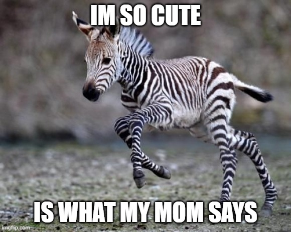 Cute Baby Zebra | IM SO CUTE; IS WHAT MY MOM SAYS | image tagged in cute baby zebra | made w/ Imgflip meme maker