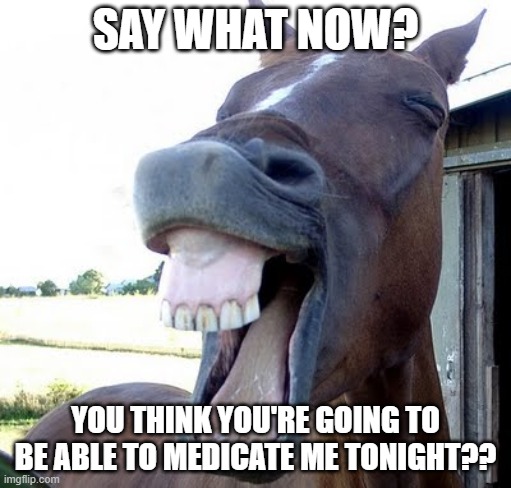 horse laugh | SAY WHAT NOW? YOU THINK YOU'RE GOING TO BE ABLE TO MEDICATE ME TONIGHT?? | image tagged in horse laugh | made w/ Imgflip meme maker
