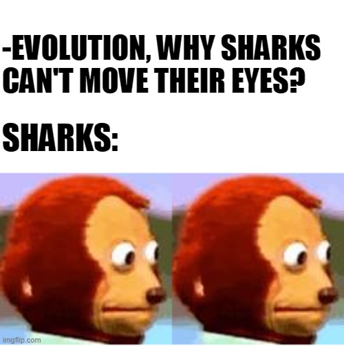 Evolution, why? | -EVOLUTION, WHY SHARKS CAN'T MOVE THEIR EYES? SHARKS: | image tagged in evolution,shark,monkey looking away | made w/ Imgflip meme maker