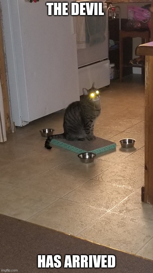 THE DEVIL; HAS ARRIVED | image tagged in cats,memes | made w/ Imgflip meme maker