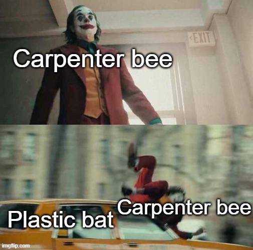 joker getting hit by a car | Carpenter bee; Carpenter bee; Plastic bat | image tagged in joker getting hit by a car | made w/ Imgflip meme maker