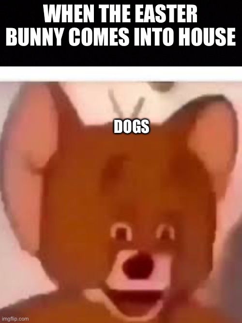 WHEN THE EASTER BUNNY COMES INTO HOUSE; DOGS | image tagged in memes | made w/ Imgflip meme maker