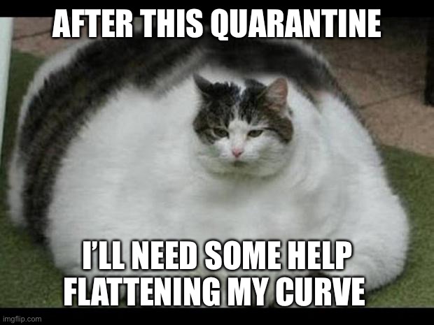 fat cat 2 | AFTER THIS QUARANTINE; I’LL NEED SOME HELP FLATTENING MY CURVE | image tagged in fat cat 2 | made w/ Imgflip meme maker