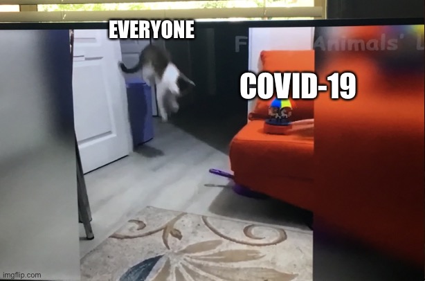 Scared cat | EVERYONE; COVID-19 | image tagged in coronavirus | made w/ Imgflip meme maker