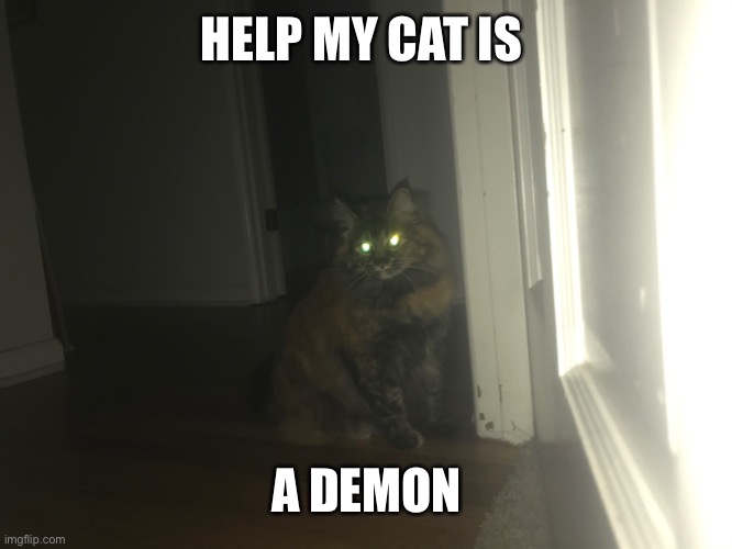 HELP | HELP MY CAT IS; A DEMON | image tagged in funny | made w/ Imgflip meme maker