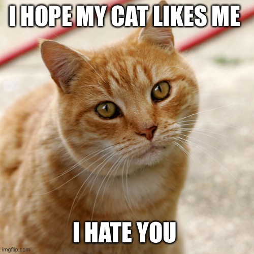 I hope my cat likes me | I HOPE MY CAT LIKES ME; I HATE YOU | image tagged in cats,funny,owner | made w/ Imgflip meme maker