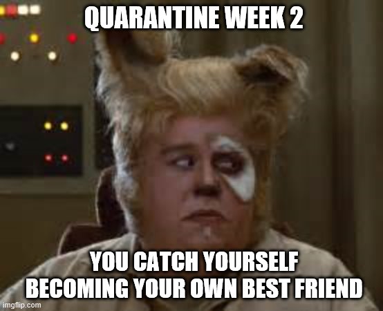 QUARANTINE WEEK 2; YOU CATCH YOURSELF BECOMING YOUR OWN BEST FRIEND | image tagged in funny | made w/ Imgflip meme maker