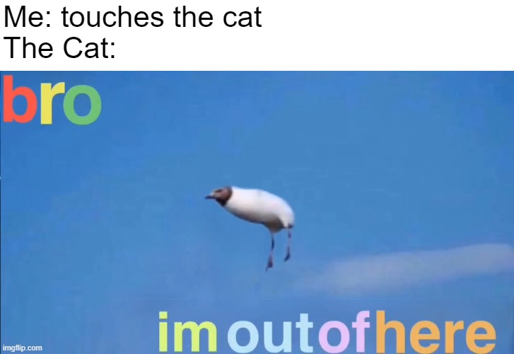 Cat is speed | Me: touches the cat
The Cat: | image tagged in bro im out of here,cats | made w/ Imgflip meme maker