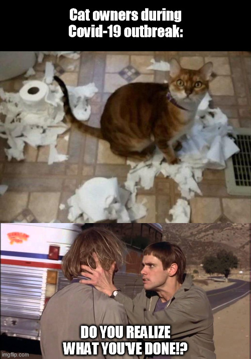 Not my toilet paper! | Cat owners during Covid-19 outbreak:; DO YOU REALIZE WHAT YOU'VE DONE!? | image tagged in dumb and dumber,toilet paper,cats,coronavirus,covid-19 | made w/ Imgflip meme maker