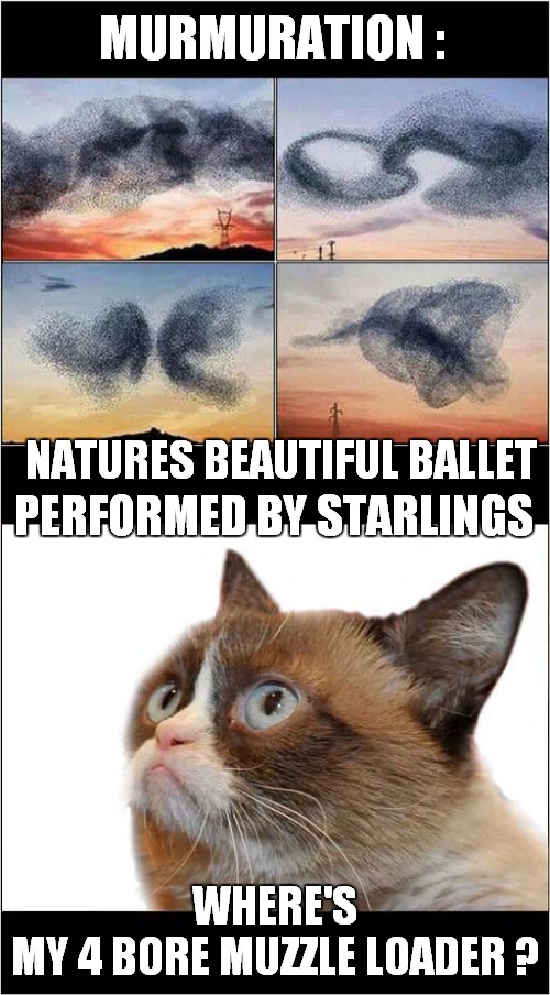 Grumpys Says Too Many Starlings ! | MURMURATION :; NATURES BEAUTIFUL BALLET; PERFORMED BY STARLINGS; WHERE'S MY 4 BORE MUZZLE LOADER ? | image tagged in fun,grumpy cat,murmuration,muzzle loader | made w/ Imgflip meme maker