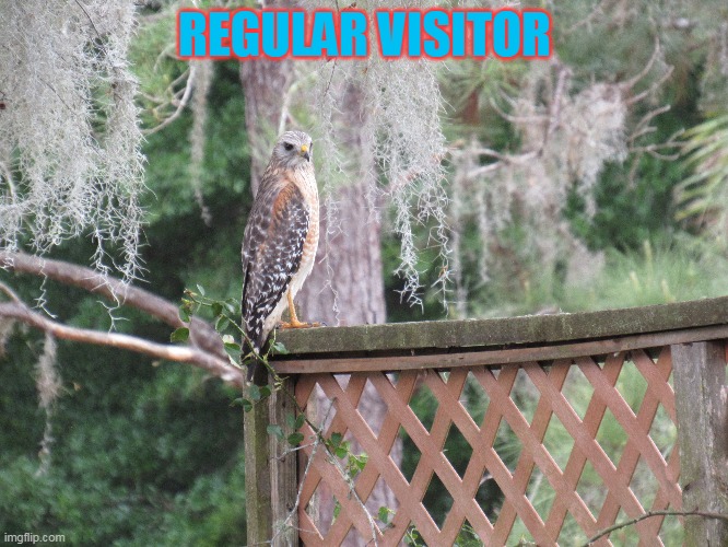 My Mother's garden (there will be many) | REGULAR VISITOR | image tagged in cancelled the spring trip this year | made w/ Imgflip meme maker