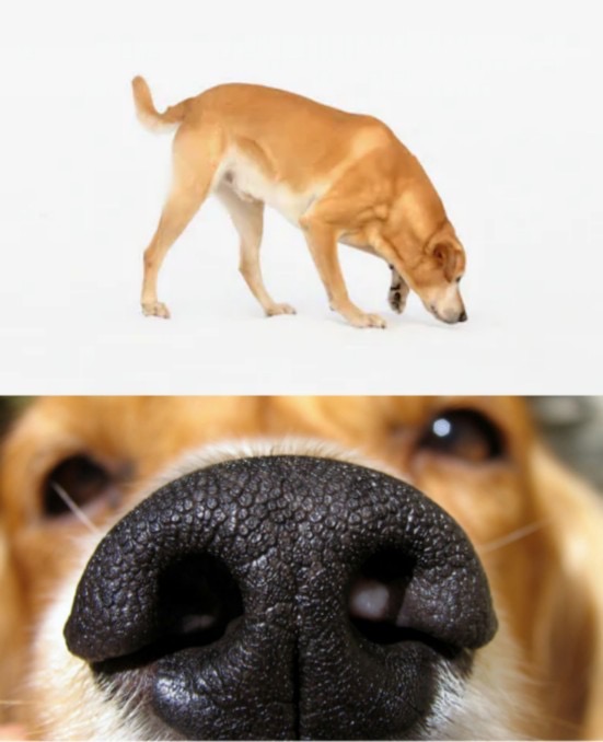 High Quality This Dog Feels People Who Blank Meme Template