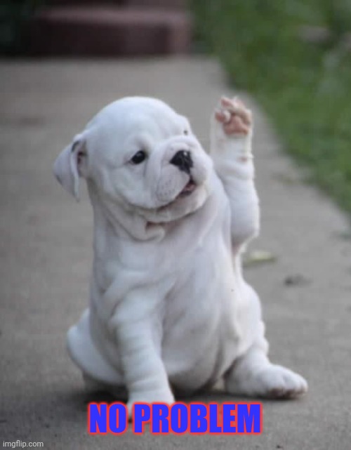 Puppy High Five  | NO PROBLEM | image tagged in puppy high five | made w/ Imgflip meme maker