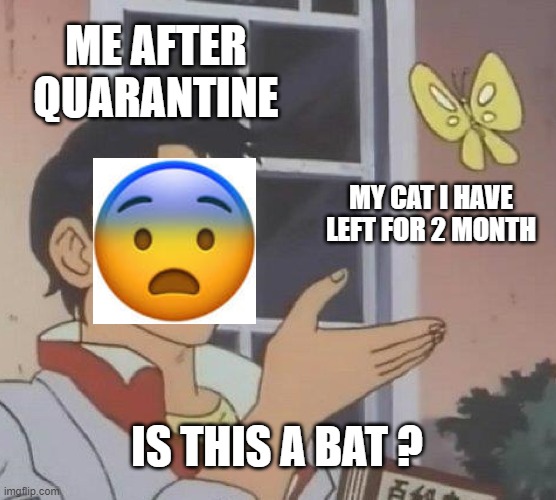Is This A Pigeon Meme | ME AFTER QUARANTINE; MY CAT I HAVE LEFT FOR 2 MONTH; IS THIS A BAT ? | image tagged in memes,is this a pigeon | made w/ Imgflip meme maker