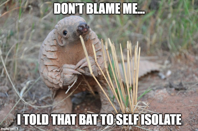 Pondering Pangolin | DON'T BLAME ME... I TOLD THAT BAT TO SELF ISOLATE | image tagged in pondering pangolin | made w/ Imgflip meme maker