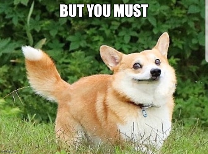 OK Boomer Corgi | BUT YOU MUST | image tagged in ok boomer corgi | made w/ Imgflip meme maker