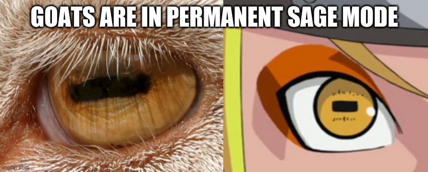 GOATS ARE IN PERMANENT SAGE MODE | image tagged in goat,naruto | made w/ Imgflip meme maker