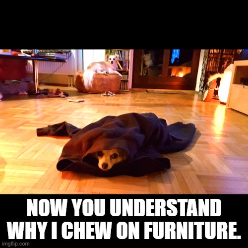Shame Dog | NOW YOU UNDERSTAND WHY I CHEW ON FURNITURE. | image tagged in shame dog | made w/ Imgflip meme maker
