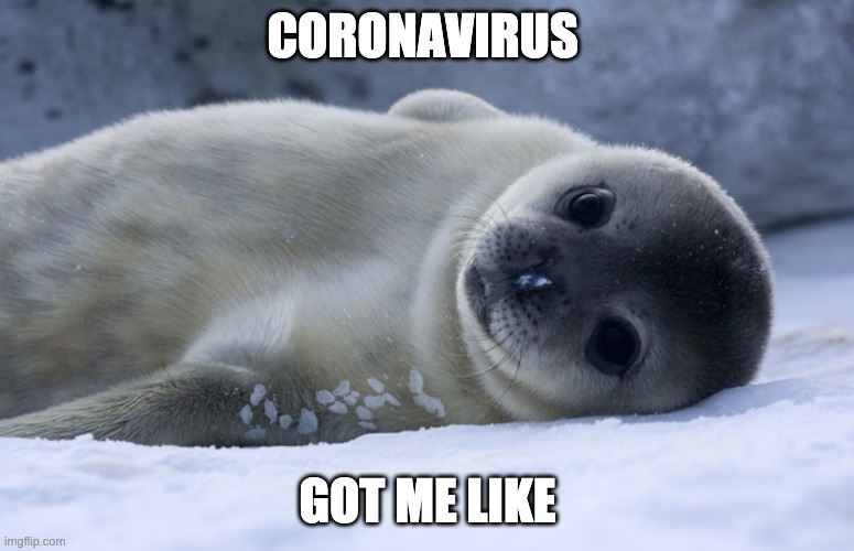 CORONAVIRUS; GOT ME LIKE | image tagged in coronavirus,memes,cute animals | made w/ Imgflip meme maker