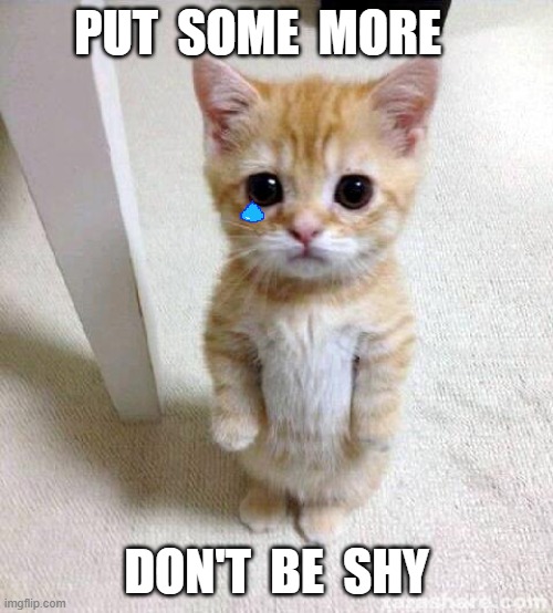 Cute Cat | PUT  SOME  MORE; DON'T  BE  SHY | image tagged in memes,cute cat | made w/ Imgflip meme maker