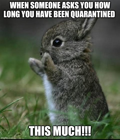 Cute Bunny | WHEN SOMEONE ASKS YOU HOW LONG YOU HAVE BEEN QUARANTINED; THIS MUCH!!! | image tagged in cute bunny | made w/ Imgflip meme maker
