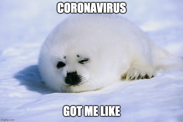 CORONAVIRUS; GOT ME LIKE | image tagged in memes,coronavirus,cute animals | made w/ Imgflip meme maker