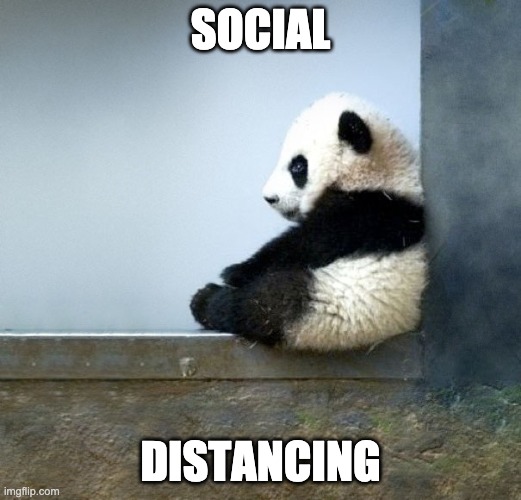 SOCIAL; DISTANCING | image tagged in social distancing,memes,cute animals | made w/ Imgflip meme maker